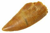 Serrated, Raptor Tooth - Real Dinosaur Tooth #294598-1